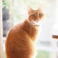 猫に絶対NGな『キャットタワー』の特徴3選！ベストな買い替え時期って…