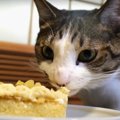 ケーキとおやつで猫ちゃんの誕生日をお祝い♡