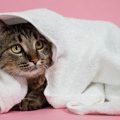 『猫のシャンプー』で絶対にやってはいけない4つのこと　起こり得るト…