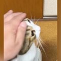 猫をなでていると、『もう1匹の猫』が近づいてきて…可愛すぎる『アピール…