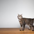 猫が『何も無い場所』をじっと見てる！その4つの理由とは？