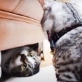 強気な子猫の相手は大変！場所取りでバトルする猫ちゃんたち！