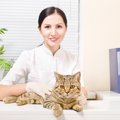 猫に去勢手術を受けさせる時の値段や助成金制度について