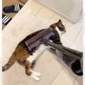 『掃除機で吸われる』のが好きな猫→吸うのを辞めると……『まさかの反応』に…