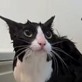 シャンプーを終えた猫→次の瞬間……『本当に猫？』目を疑う光景が46万再…