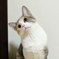 猫が思う『飼い主の萌えポイント』ランキングTOP5！愛猫があなたを好…