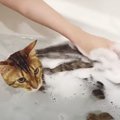 楽しく水遊びをする猫さん！シャンプーもおりこうにできるかな？