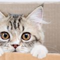 飼い主は満足でも…猫にとっては『ストレス』がたまる5つのこと