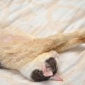 猫の口にホクロが出来た！これって病気なの？