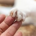 猫が執拗に『引っかいてくる』ときの原因4つ　起こりがちなシーンや適…