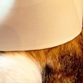 家族とかくれんぼする猫→探すのは上手いけど、『隠れる側』になると……