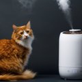 猫の乾燥対策に『加湿器』を使うメリット3選　効果的な使い方や注意す…