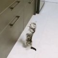 高いところに登ろうと『何度も挑戦する子猫』→微笑ましい光景に「思わ…