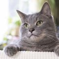 人間とはちょっと違う？猫のわかりづらい『愛情表現』6選