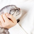 猫が『ゴロゴロ音を出す』ときの3つのキモチ　ゴロゴロのどを鳴らしやすい…