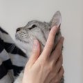 猫があなたを『探している』ときのサイン4選　不安な気持ちなの？上手な接…