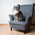 猫が『正座』のような座り方をする3つの理由　考えられる心理から見られや…