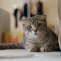 猫が急に「そわそわ」する８つの理由