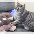 「GWに癒しを届けた猫ちゃんがこちら！」ぬいぐるみを可愛くふみふみ…