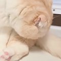 猫がトイレをした直後に『自分のお尻』を嗅いだ結果…まさかの展開に爆…
