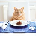 猫に『手作りご飯』をあげてもOK？メリット・デメリットや注意点6つ