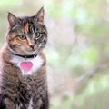 猫への『名付け』で絶対してはいけないこと4つ！知っておくべき理由と意識…