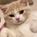 甘えてきた猫を『無視』してみた結果…限界を迎える人が続出の『可愛すぎる…