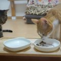 爆速食いを後悔する猫ちゃん