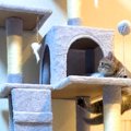 キャットタワーに登りたい子猫→ジャンプするのかと思いきや、前足で……