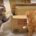 諦めない！ダンボールチャレンジを頑張る猫ちゃん