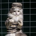 刑務所に侵入し、禁止薬物を“密輸”させられそうになった猫　看守によ…