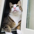 LAYLAの12猫占い【9/14～9/20】のあなたと猫ちゃんの運勢