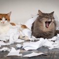 猫が『反省の気持ち』を伝えている時の仕草・行動5つ