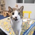 『普段は温厚な猫』なにやら不満があるようで…可愛すぎる『ブチギレ理…