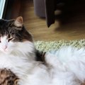 乾燥シーズンにしたい！猫の静電気を防ぐ方法５つ