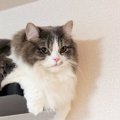 ステップに乗っている猫→『お腹』を見てみたら…思わず撮影した『可愛すぎ…