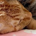 兄弟を毛づくろいしていた猫→途中で眠くなってしまい…幸せすぎる『お昼寝…