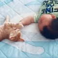 赤ちゃんが『妙に静かだな』と思ったら、子猫と一緒にいて…微笑ましすぎる…