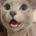 一生懸命に何かを訴えてきた猫→あまりにも可愛すぎる『鳴き声』が700…