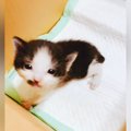 『段ボールに入れて捨てられていた4匹の子猫』を保護→病気が見つかっ…