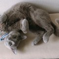 猫が実は作っている「自分ルール」４つ