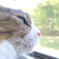 暑さ対策で猫たちのために『ひんやりグッズ』を用意してみたら…ほっこりす…