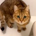 飼い主のお風呂中、侵入してきたネコ→ウロウロしていると思いきや…次の瞬…