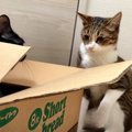 「そこは僕の場所！」隠れ家を取られて怒ってみたものの…果たして猫ち…