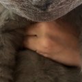 『爪切りが苦手な猫』→排水溝ネットを被せたら…笑ってしまう光景が132万表…