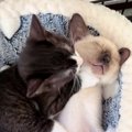 気持ちよさそうに眠っている子猫→激しく毛づくろいされると…『まさか…