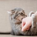 猫があなたを『激しく襲う』ときの4つの要因　攻撃にもいくつかのパタ…