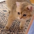 「声あげて爆笑してしまったｗ」何かを怖がる子猫→視線の先にあったも…