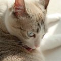 猫が『欲求不満』を感じているときの仕草4選　問題行動のリスクや飼い主が…