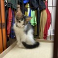 猫が「目をそらす」ときに考えられること３つ